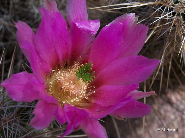 100_1070_AZ_OrganPipeNP_Cactus Blossoms.JPG - Thony Beauty - The spines look very nasty but the flower looks fragile and I thought the pistel was interesting. On most of the closeups I took you can see the pollen scattered on the petals. Organ Pipe Cactus National Monument  ~April 26, 2004